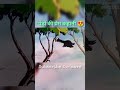 "पेड़ों की प्रेम कहानी और जलते जंगल का जंग" #movie