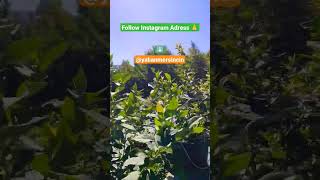 Bonus Çeşidimiz Ş Çe Çebitkileri Şfet