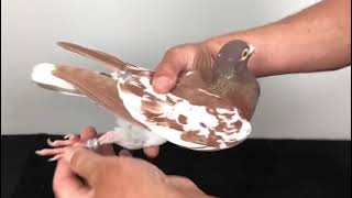 Meulemans 398