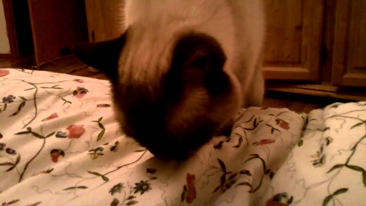 Cat eats cashew nuts YouTube