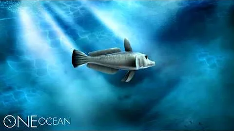 Blackfin Icefish 3D Rendering