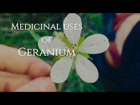 Video: Meadow Geranium - Indications For Use, Useful Properties