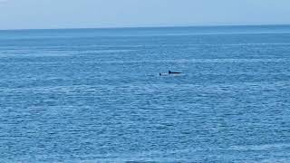 Orcas, Clover Point Park, Victoria, British Columbia, Canada April 13th 2024 by Michael Kalman 18 views 1 month ago 8 seconds
