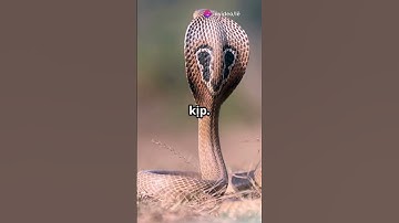 Top 10 loài rắn độc nhất thế giới – Thấy là bỏ chạy ngay