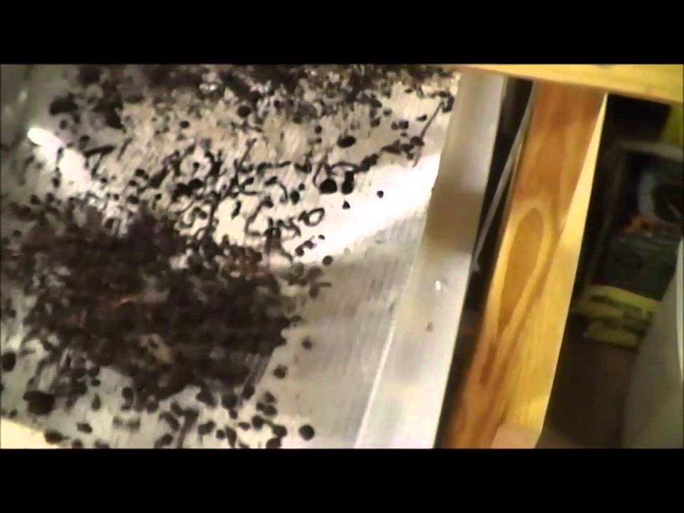 Trying Out My Worm Casting Sifter YouTube trying-out-my-worm-casting-sifter-youtube