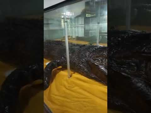 FOSIL BUAYA PEMANGSA TERBESAR DI MUSEUM KAYU TENGGARONG KALTIM 