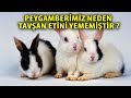 Peygamberimiz Neden Tavşan Etini Yememiştir Şükürler Olsun