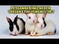 Peygamberimiz Neden Tavşan Etini Yememiştir  Şükürler Olsun