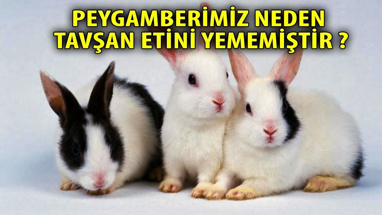 Peygamberimiz Neden Tavsan Etini Yememistir Sukurler Olsun Youtube