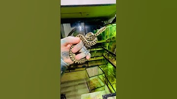 Reptile Room Jungle Python #snakeroom #reptileroom