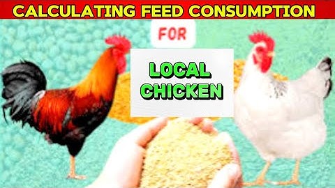 DON’T WASTE FEEDS AGAIN | how to calculate feeding consumption of local chicken  to point of laying.
