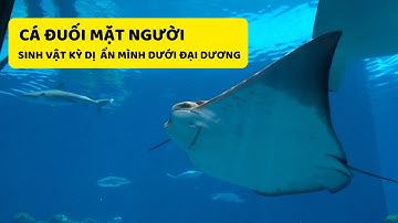 Cá Đuối Mặt Người Sinh Vật Kỳ Dị Ẩn Mình Dưới Đại Dương. Video chất lượng 4k
