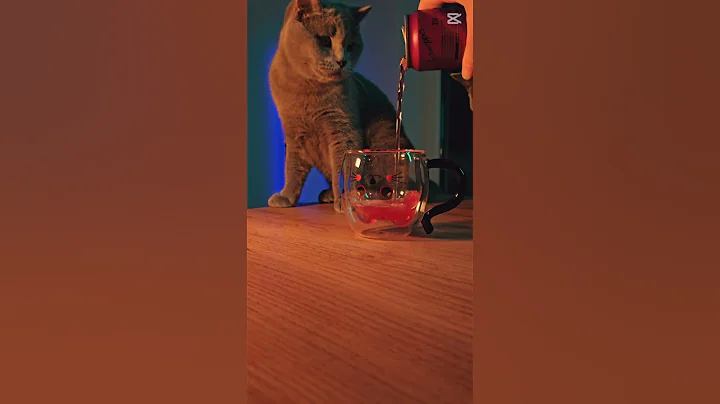 Watch the video about Curious British Shorthair