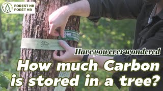 How much Carbon is Stored in a Tree? Find our with your own Carbon Storage Ruler!
