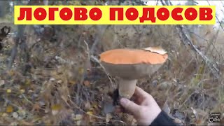 Обнаружил логово подосиновиков. Cluster of orange-cap boletus found