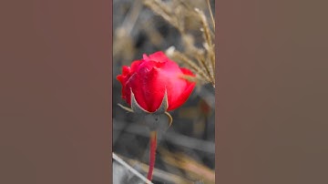 👉my first vlog🌹🌹RAZE VLOG short video viral