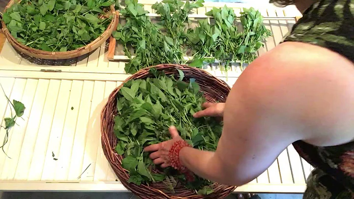 How to Dry Lemon Balm in a Basket