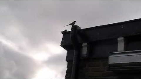 boerenzwaluwen vliegen in restaurant