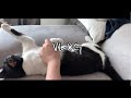 VLOG//고양이와 함께하는 주부 일상 대탐험, 메리골드 분갈이, 샌드위치, 버섯탕수육, 팬케이크 만들기, 쿠우쿠우 뿌수기, 밤산책, 라면먹방🤗