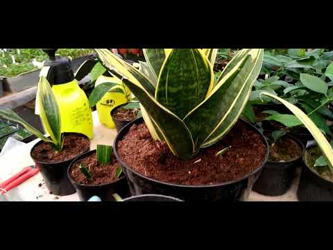 Video: Sansevieria Cylindrica haqida ma'lumot - Sansevieria dengiz yulduzi o'simliklarini etishtirish bo'yicha maslahatlar