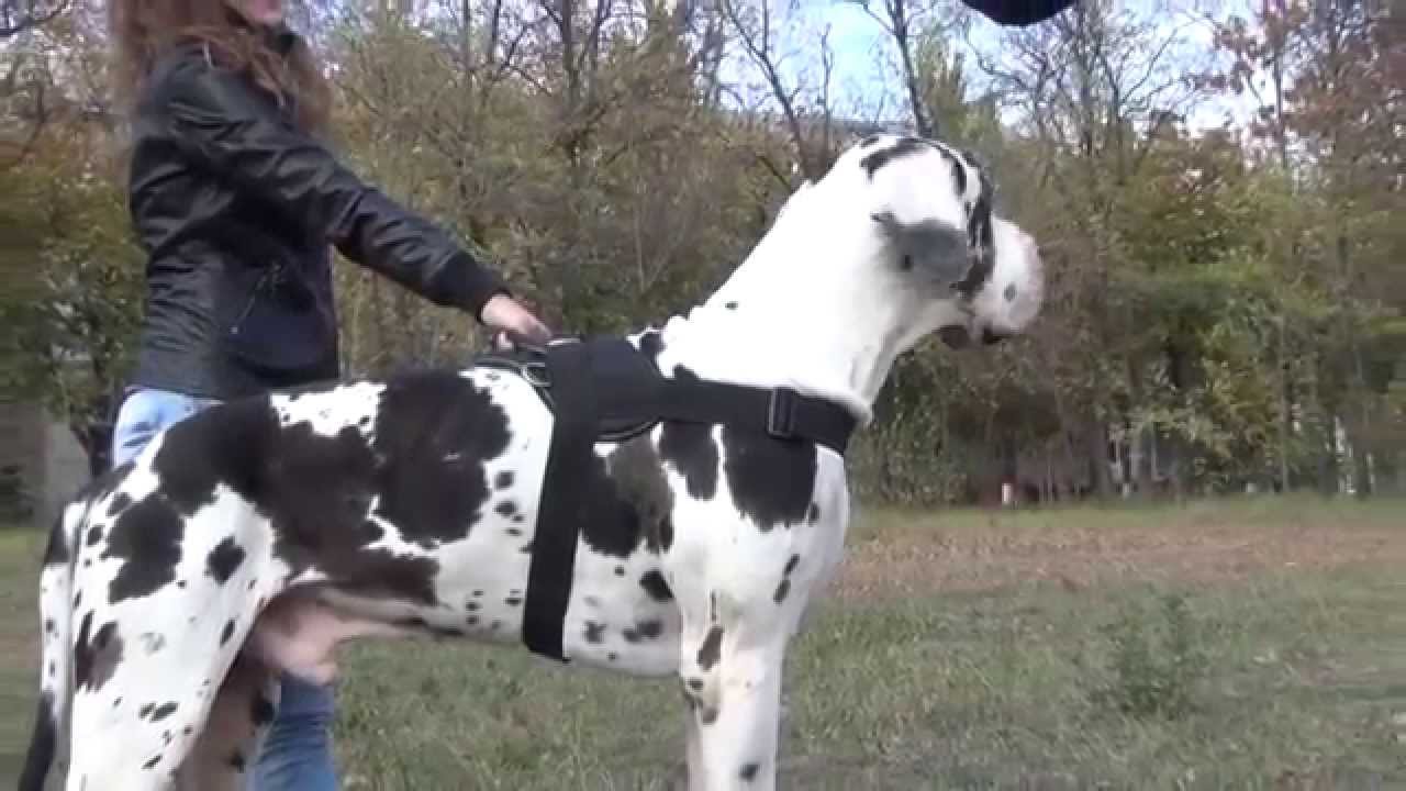 great dane harness