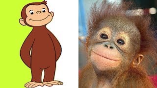 Curious George In Real Life  ★ Monkey Educational Cartoon