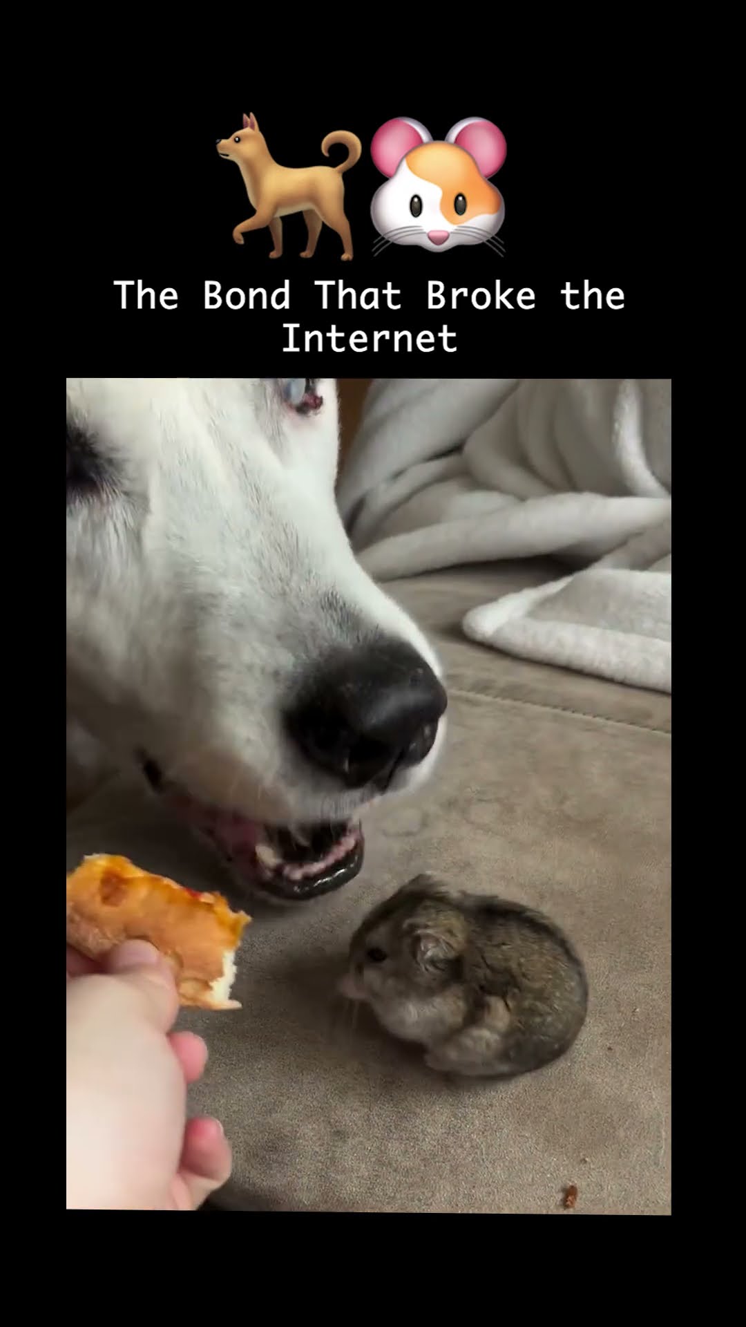 This Dog Could've Eaten Her In One Bite