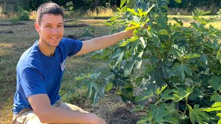 Planting a Fig Orchard in the Pacific Northwest Ep. 5 | Tip Pruning Figs for Faster Fruit Production