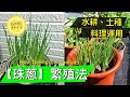 《珠蔥》繁殖法 | How To Regrow Shallots | Gardening | Tips