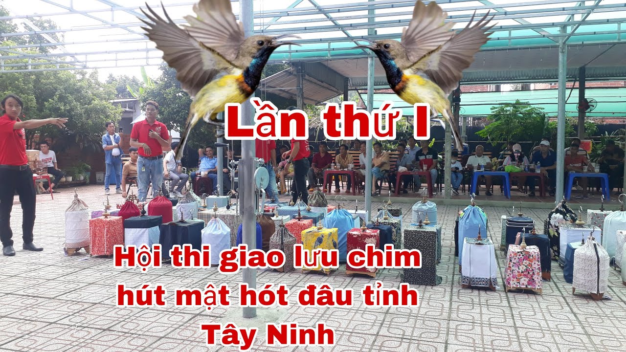 HỘI THI GIAO LƯU CHIM HÚT MẬT 5MAU HÓT ĐẤU TỈNH TÂY NINH LẦN THỨ I _ CẦN MIỀN TÂY