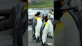 কিং পেঙ্গুইনের রাজ্য সাউথ জর্জিয়া দ্বীপপুঞ্জ