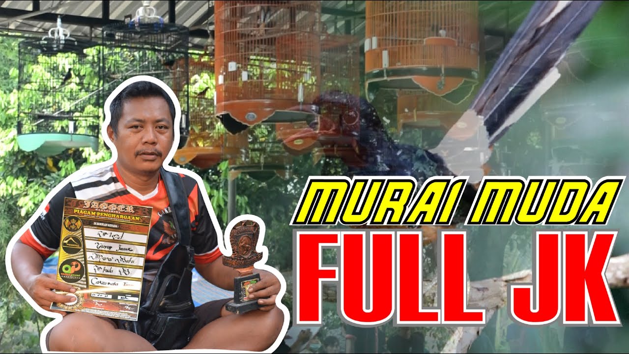 RAWATAN MURAI BATU MUDA FULL JANGKRIK HARIAN TANPA VOER - BEDAH SETTINGAN MURAI MUDA By HoBi ID