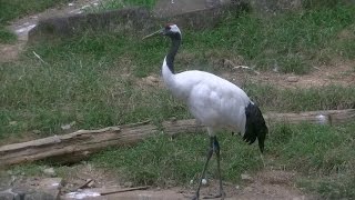 鶴って綺麗な鳥ですね。水を飲む姿なんかグッときます。A crane is beautiful. A gesture to drink water is beautiful again.