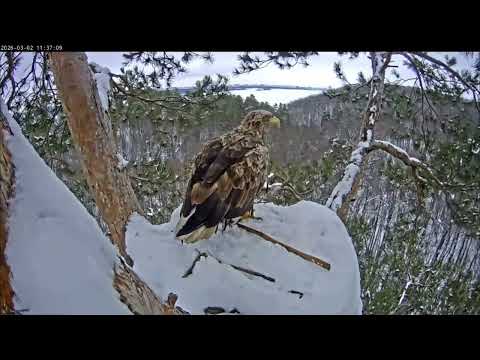 2.03.2026 Камычи. Чулман принёс веточку и ждёт Каму. 