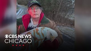 Bald eagle found in Hinsdale, Illinois euthanized after showing signs of bird flu