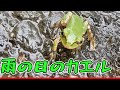 雨の日の小カエル_Google Pixcel5 撮影テスト