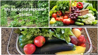 2022 Dallas , Texas, Backyard vegetable garden and harvest