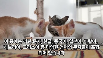 문자 인코딩이란? 아스키 코드, 유니코드, UTF-8에 대해 고양이와 함께 공부해보아요🐈