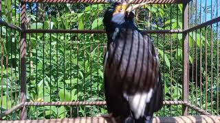 Pancingan Jalak Suren Gacor Variasi Mompa, Masteran Suara Burung Jalak Gacor