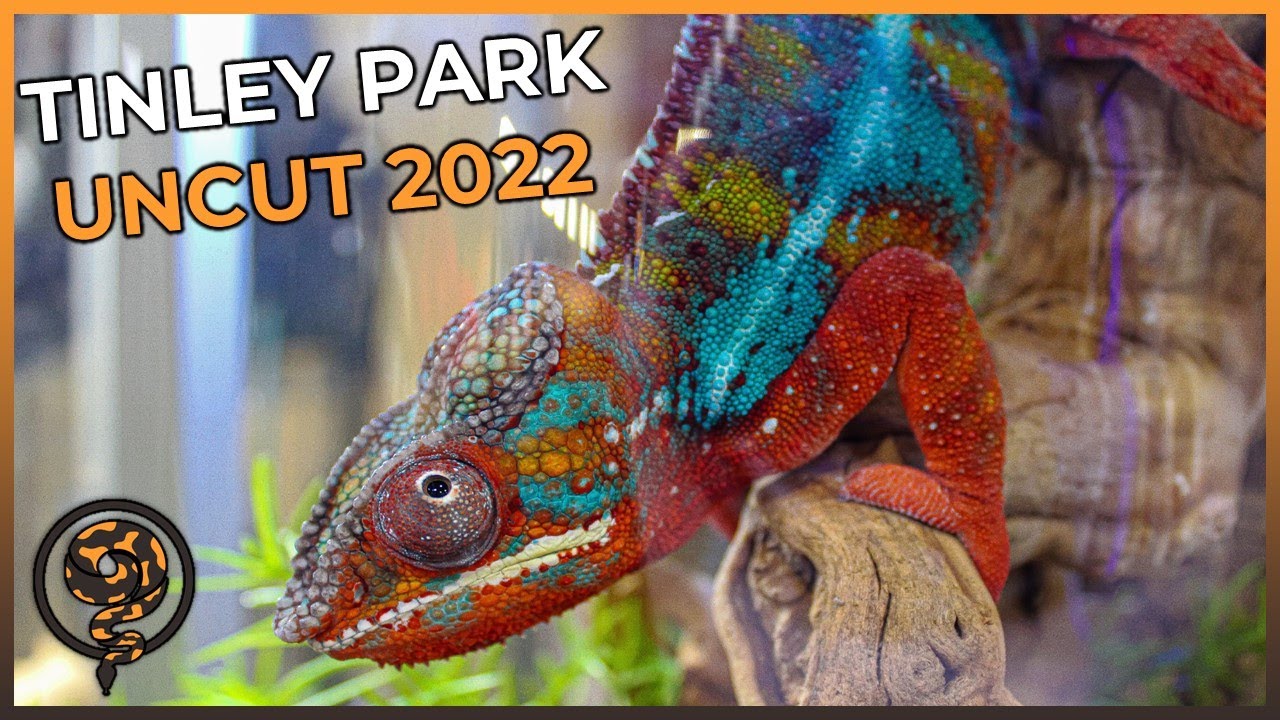 The NARBC Tinley Park Reptile Show UNCUT (October 2022) YouTube