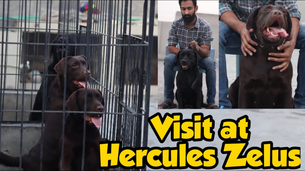 Famous Dog Setup or kennel in Lahore Best topline imported dog from