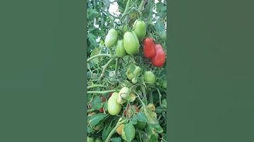 So many Toma tomatoes. #tomatoes #shorts #greenhouse