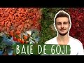 Baie de goji  pourquoi vous devriez en manger tous les jours 