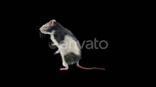 Rat Dancing Hd | Motion Graphics - Envato elements