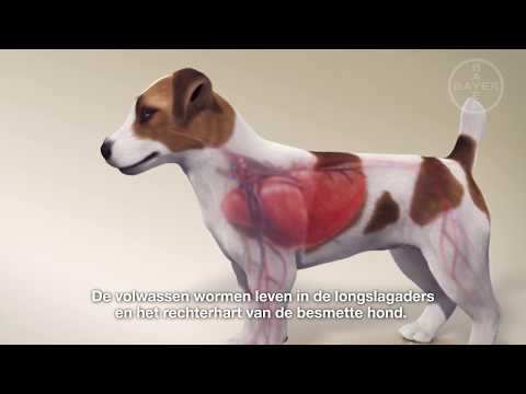 Video: Slak, Slakkenaasvergiftiging Bij Honden