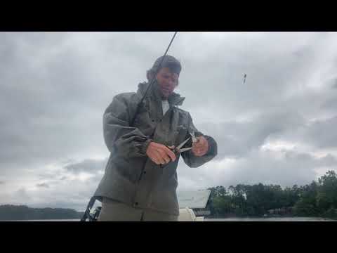Cut Bait Fish with Blue Back Herring for Striper Fishing Lake Murray
