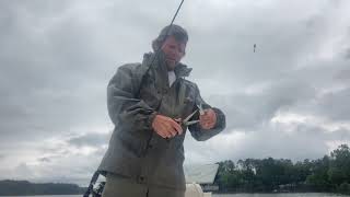 Cut Bait Fish with Blue Back Herring for Striper Fishing Lake Murray