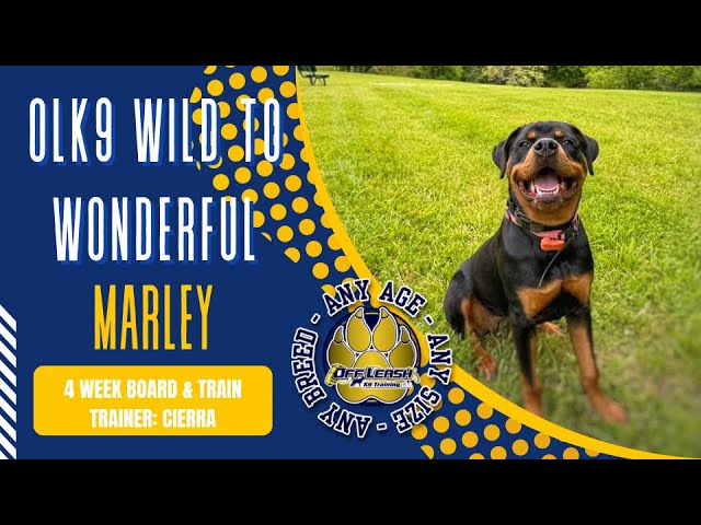 6mo Rottweiler (Marley) Best Dog Trainers in Wv - YouTube