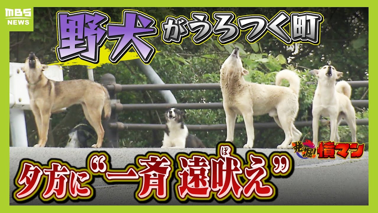 野良犬 頭をなでてもらいたい野良犬 自動で手がスイングする機械人形にすり