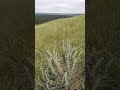 Окрестности города Бийска...